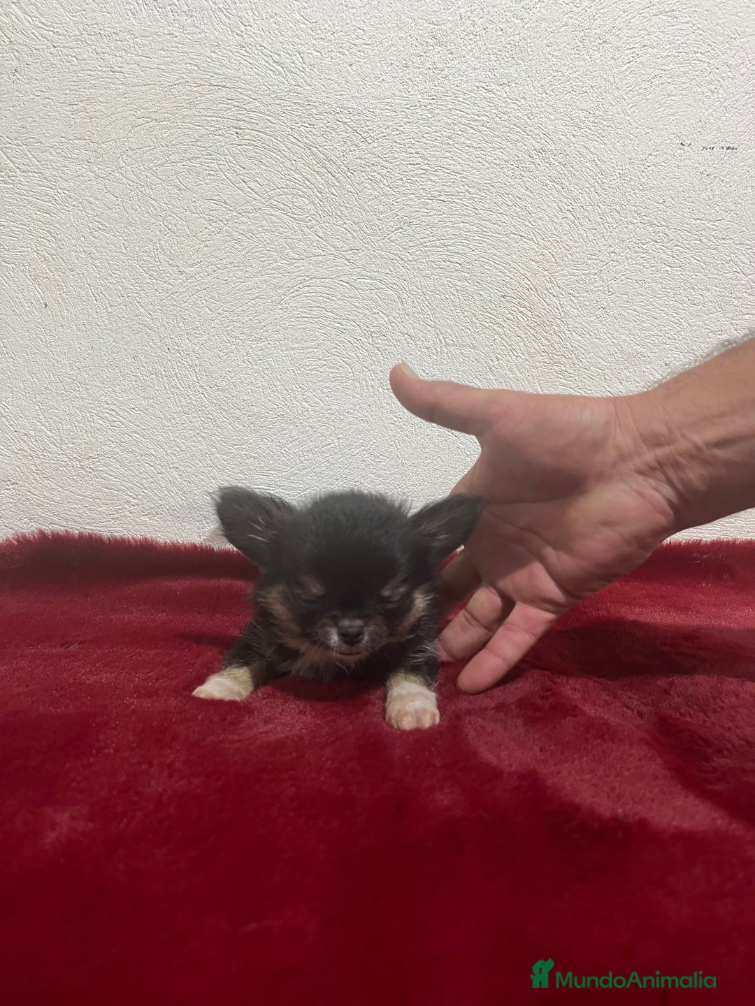 Chihuahua perros en venta: CHIHUAHUA 3 - Imagen 1