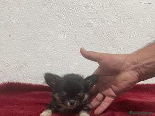Chihuahua perros - Anuncio 13