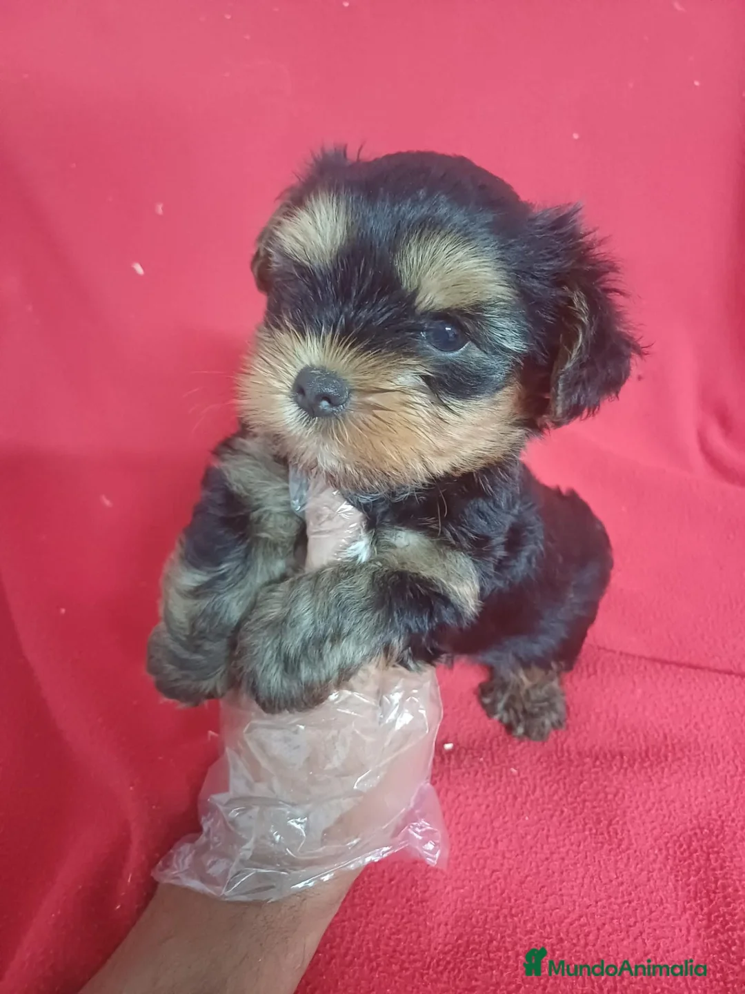 Yorkshire Terrier perros en venta: Yorkshire Terrier Mini  - Anuncio 2