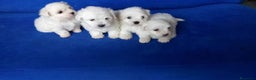 Bichón Maltés perros en venta: Bichon maltes  en Barcelona - Anuncio 3