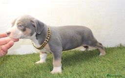 American Pit Bull Terrier perros en venta: American pitbull terrier ( pitbull diamante unico) - Imagen 12