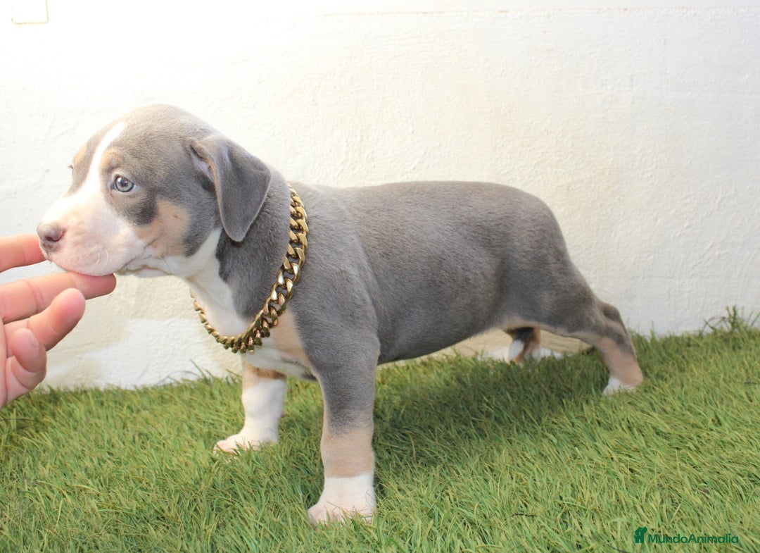 American Pit Bull Terrier perros en venta: American pitbull terrier ( pitbull diamante unico) - Imagen 12