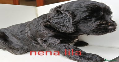 Labradoodle perros - Propaganda 5
