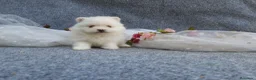 Pomerania perros en venta: PRECIOSO CACHORITO DE POMERANIA TOY   - Anuncio 8