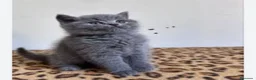 Británico de Pelo Corto gatos en venta: British shorthair - Anuncio 3