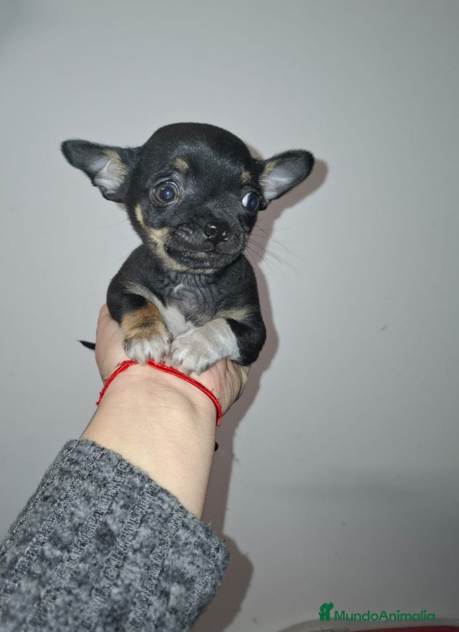 Chihuahua perros Última Chihuahua hembra  - Anuncio 1