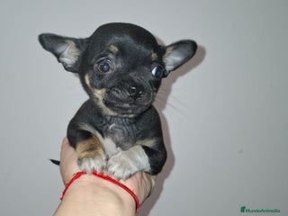 Chihuahua perros Última Chihuahua hembra - Anuncio 1