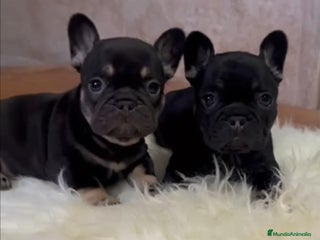 Bulldog Francés perros - Anuncio 3
