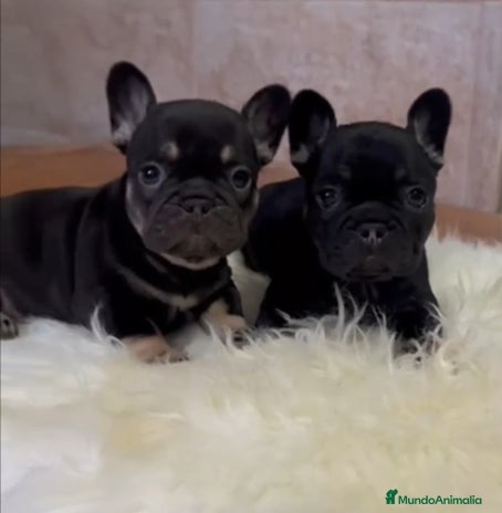 Bulldog Francés perros - Anuncio 2