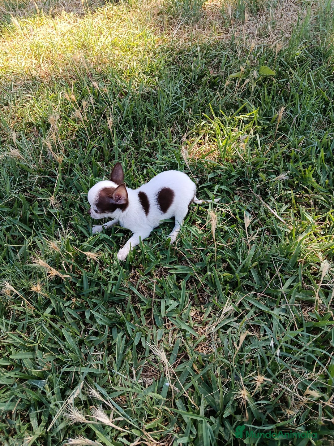 Chihuahua perros en venta: 🐶✨ Cachorros Chihuahua de Línea Exclusiva ✨🐶 - Imagen 16