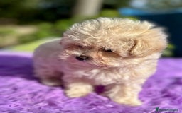 Maltipoo perros en venta: Maltipoo apricot y negro - Anuncio 6