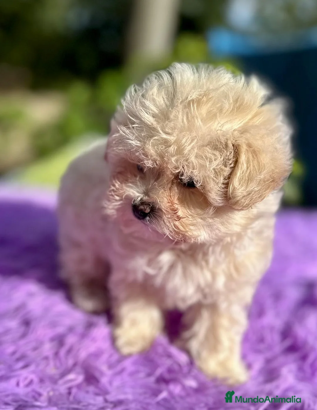 Maltipoo perros en venta: Maltipoo apricot y negro - Anuncio 6