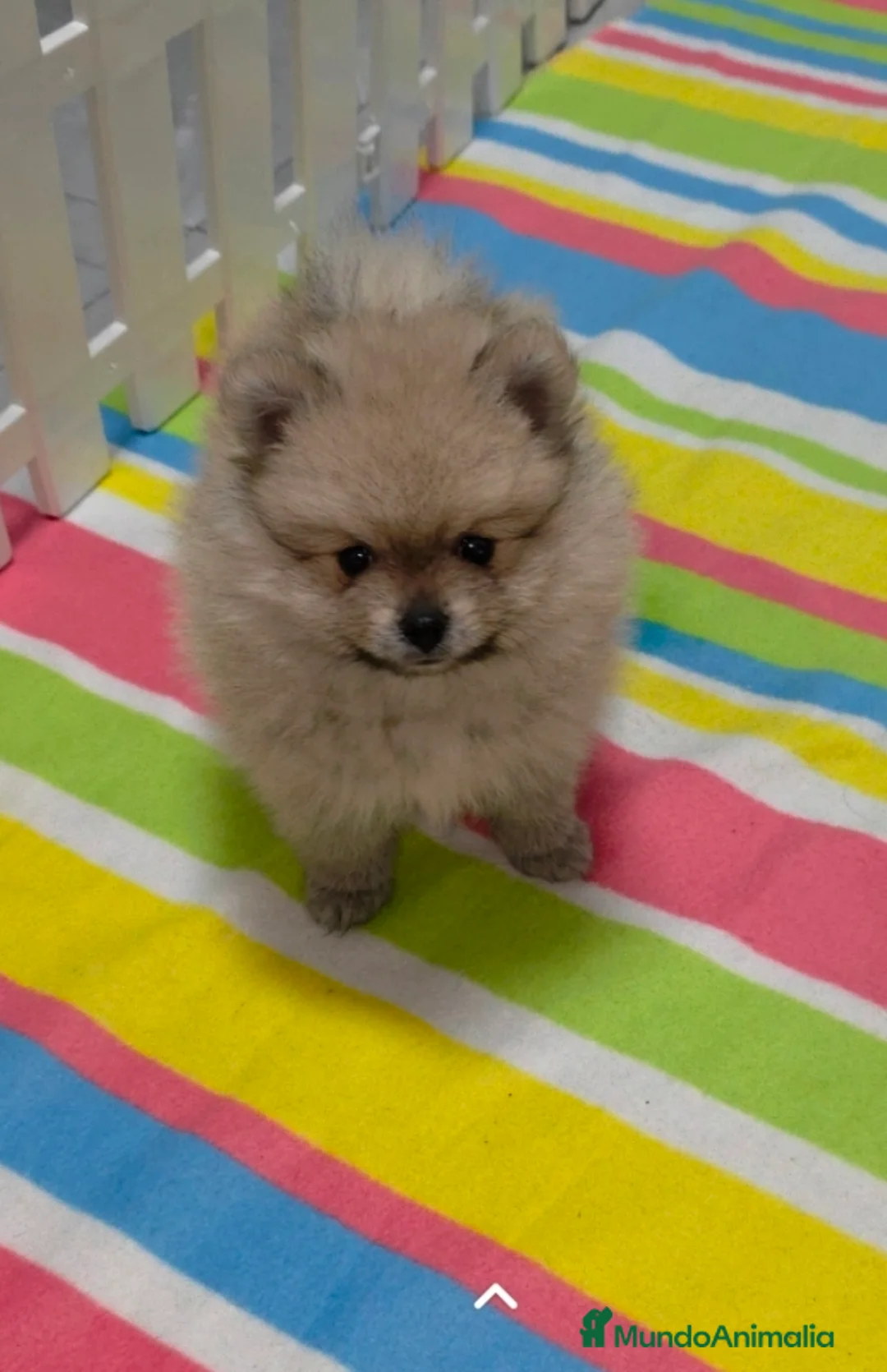 Pomerania perros en venta: Lulus pomerania  - Anuncio 2