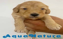 Caniche Toy perros en venta: Havapoo Macho de Ada y Can AQUANATURA - Imagen 2