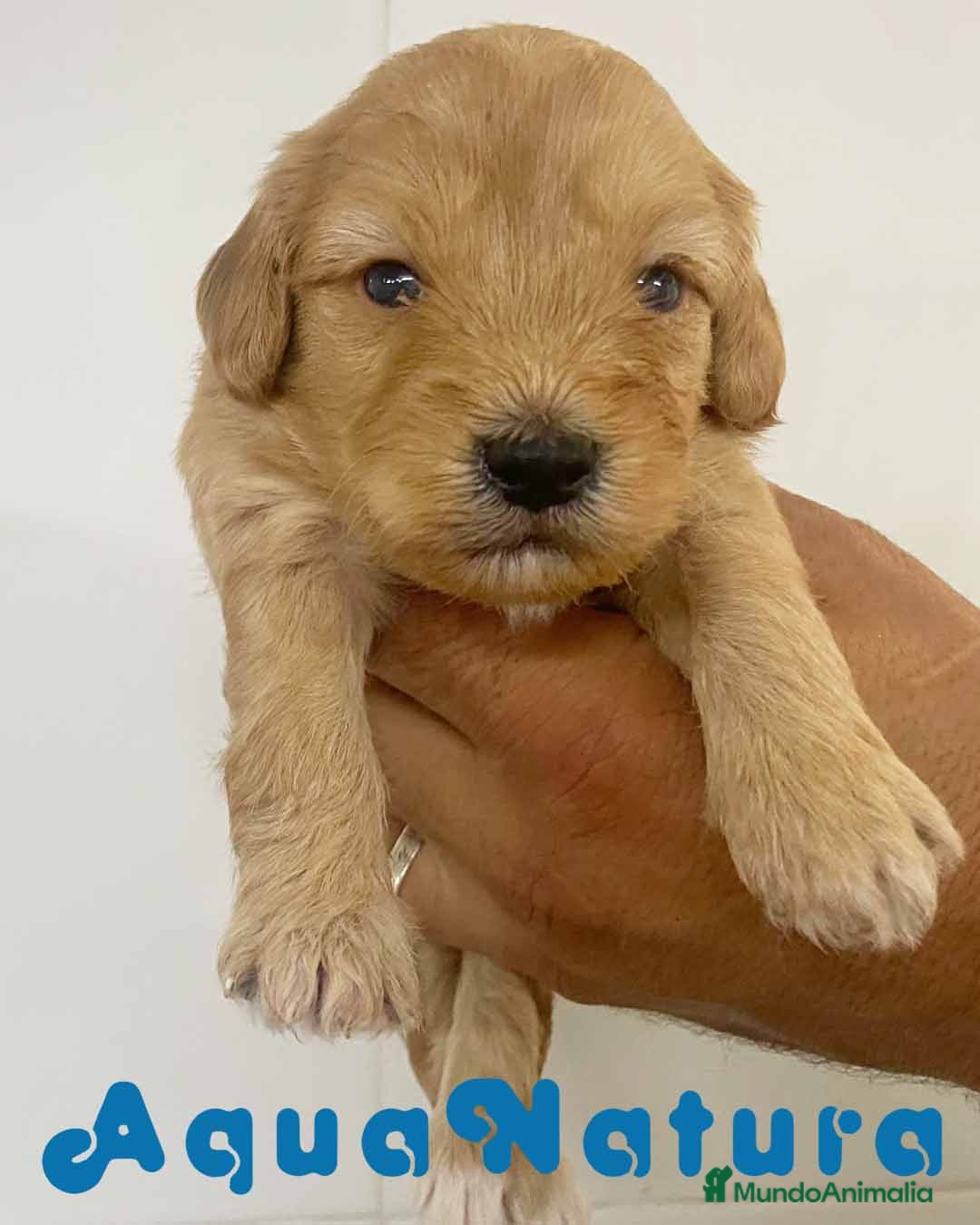 Caniche Toy perros en venta: Havapoo Macho de Ada y Can AQUANATURA - Imagen 2