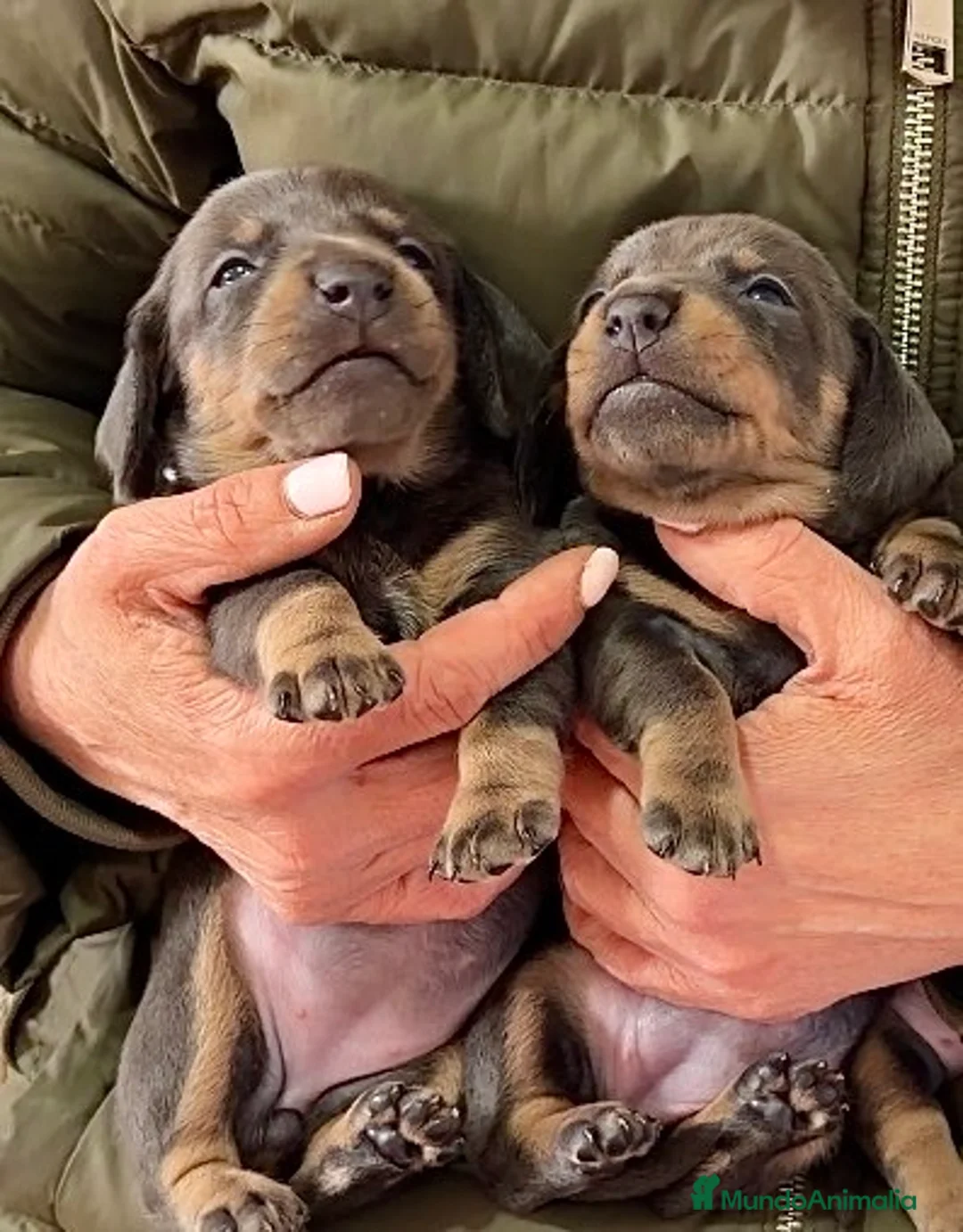 Teckel Miniatura perros en venta: Precioso cachorro Teckel miniatura  - Anuncio 5