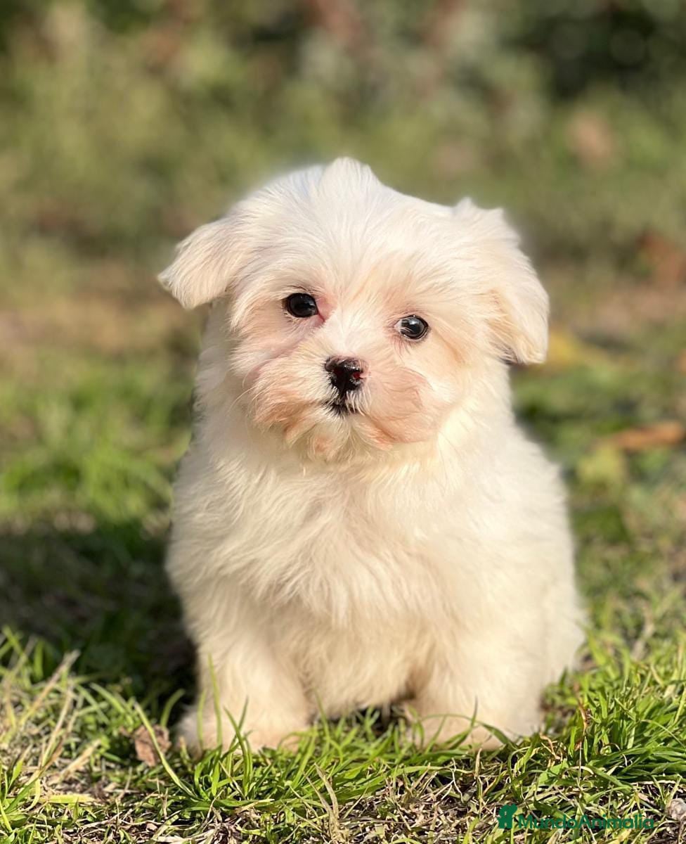 Bichón Maltés perros BICHÓN MALTES TOY DISPONIBLE en Barcelona - Anuncio 12
