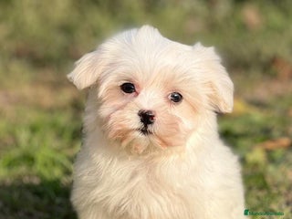 Bichón Maltés perros en Barcelona - Anuncio 12