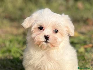 Bichón Maltés perros BICHÓN MALTES TOY DISPONIBLE en Barcelona - Anuncio 29