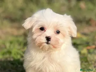 Bichón Maltés perros BICHÓN MALTES TOY DISPONIBLE en Barcelona - Anuncio 10