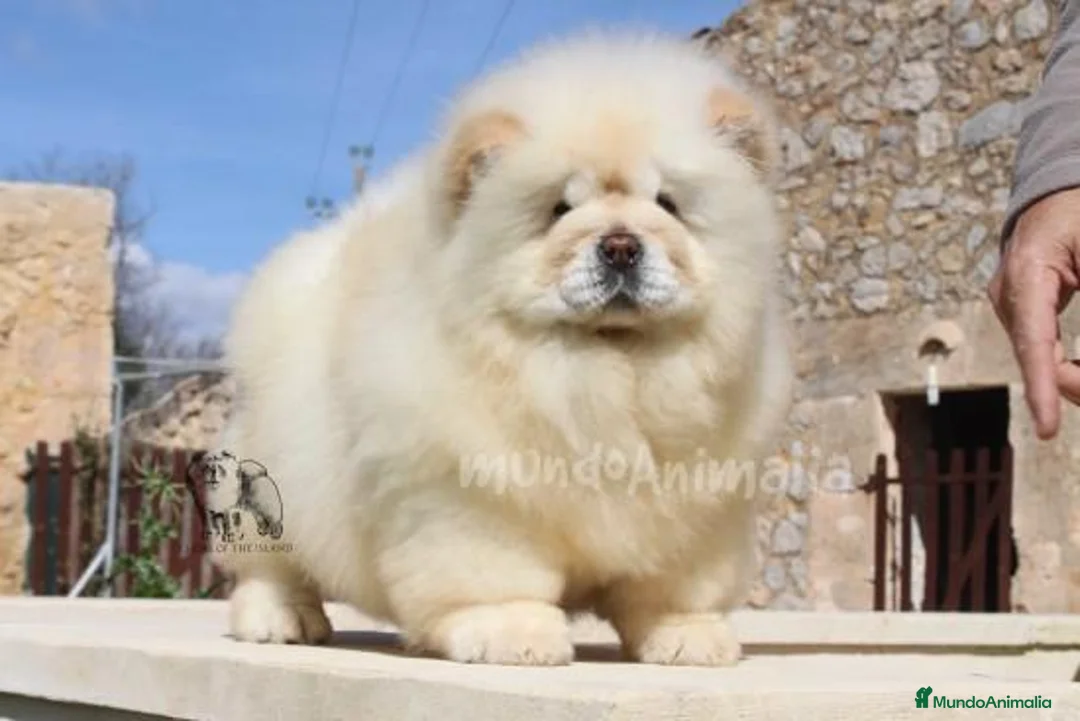 Imagen de galería {{count}}