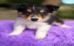 Border Collie perros en venta: BORDER COLLIE NEGRO Y BLANCO - Anuncio 8