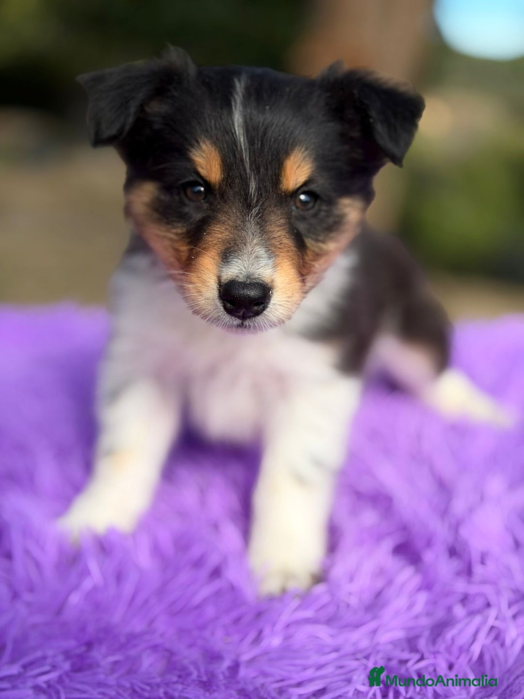 Border Collie perros en venta: BORDER COLLIE NEGRO Y BLANCO - Anuncio 8