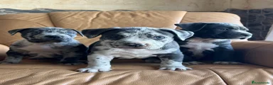 American Pit Bull Terrier 3