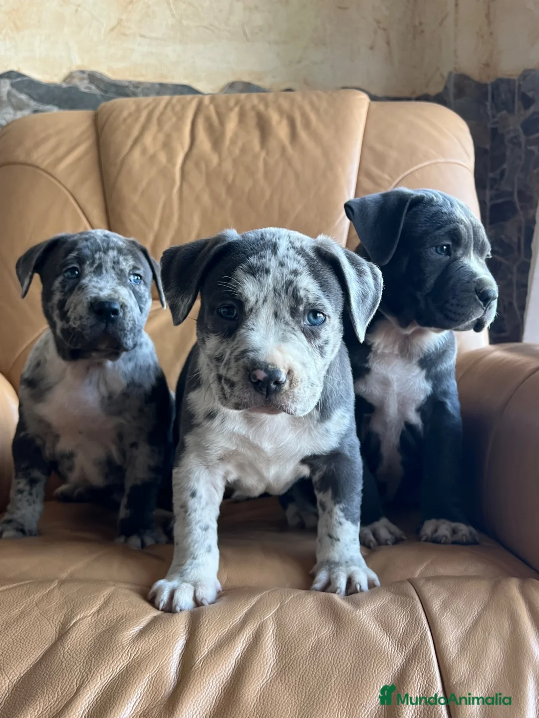 American Pit Bull Terrier perros en venta: Pitbull blue, Merle, lilac - Anuncio 2
