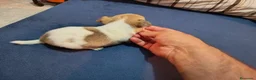 Chihuahua perros en venta: Chihuahua toy - Anuncio 4