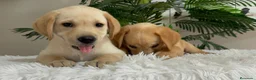 Labrador Retriever perros en venta: LABRADOR RETRIEVER  - Anuncio 11