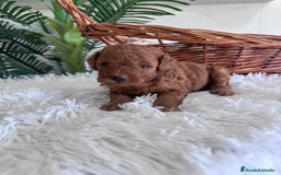 Caniche Toy perros en venta: CANICHE TOY ROJO MCHO, ENVIO A TODA ESPAÑA - Imagen 9