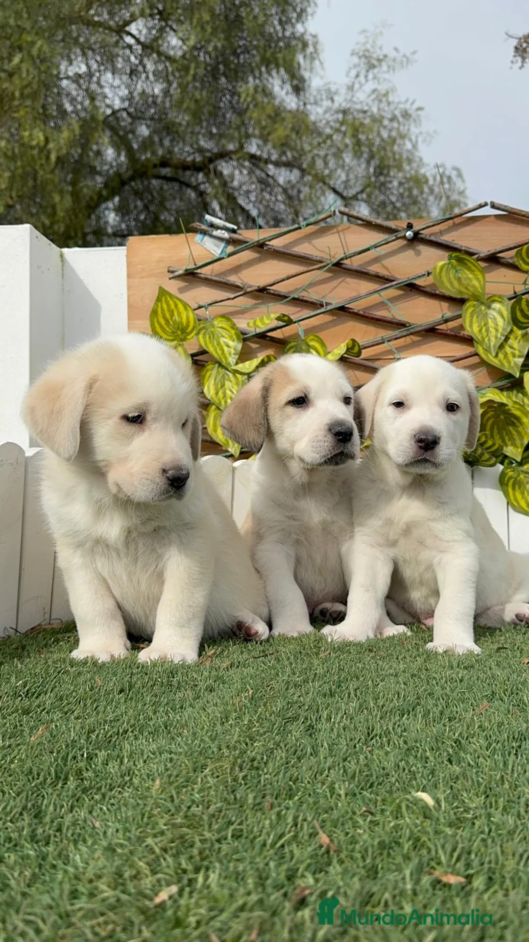 Mastín Español perros en venta: MASTIN ESPAÑOL MACHO - Anuncio 1