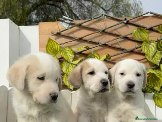 Mastín Español perros MASTIN ESPAÑOL MACHO - Anuncio 2