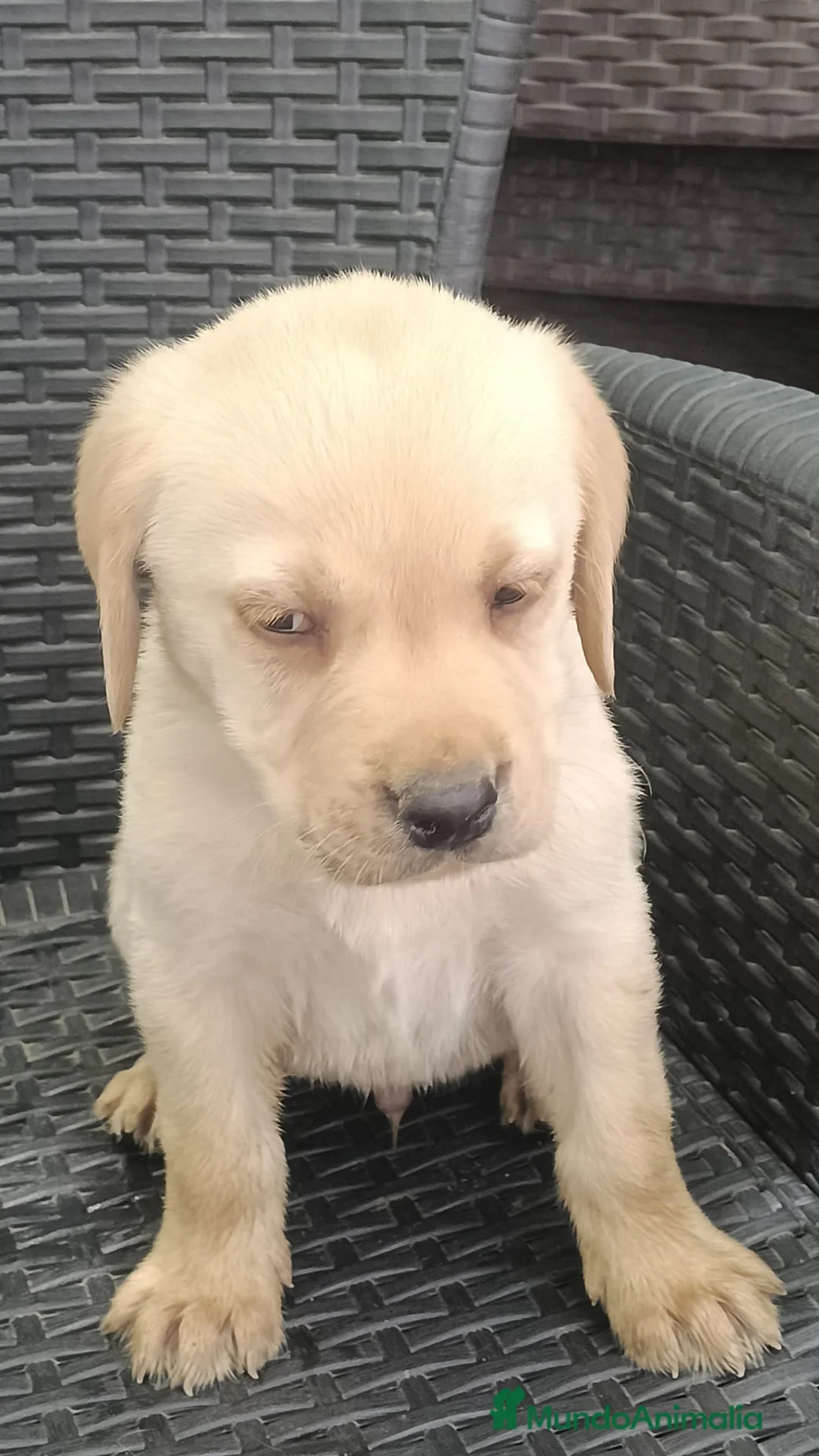Labrador Retriever perros en venta: Preciosos machos de labrador retriever🐶🐾 - Anuncio 2
