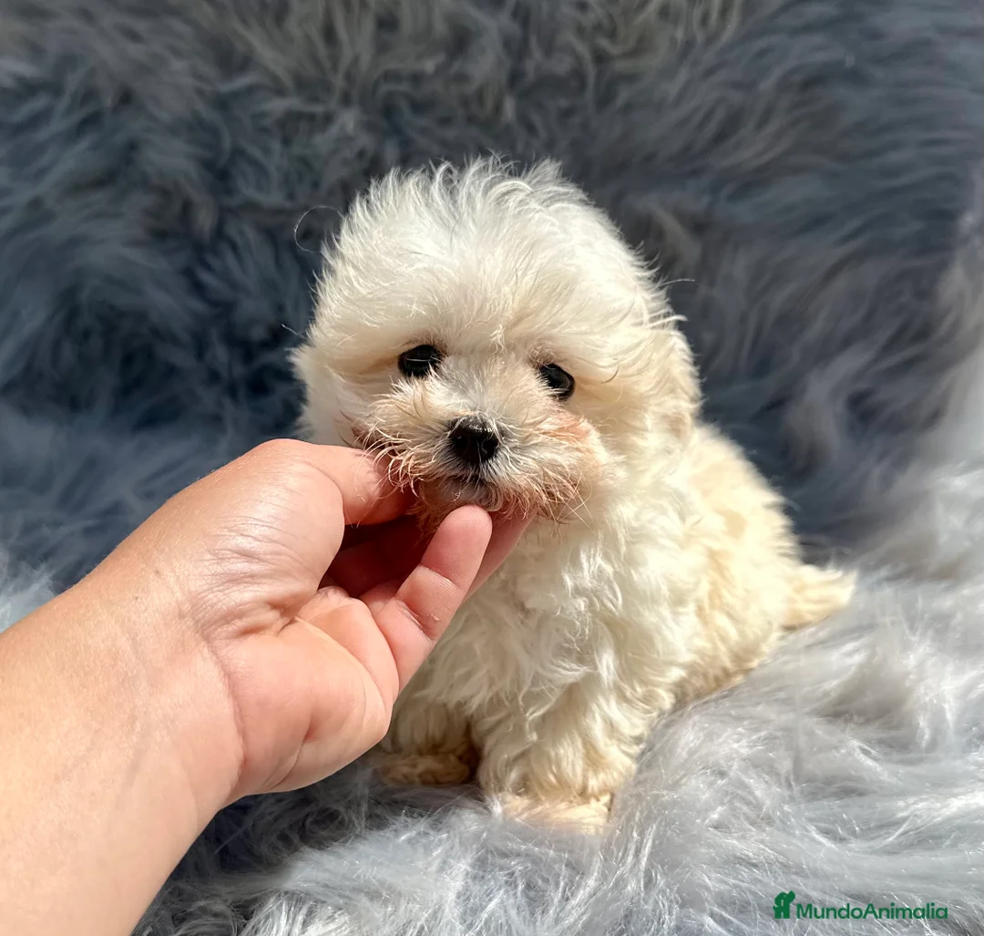 Maltipoo perros en venta: MALTIPOO MICROTOY MACHO 600 GRAMOS en Barcelona - Anuncio 2