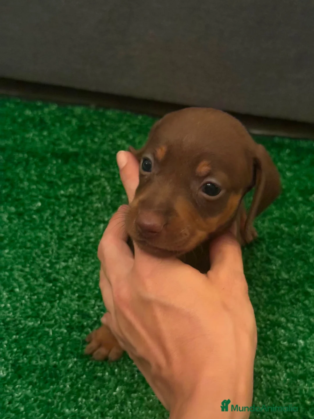 Teckel Miniatura perros en venta: Excelente camada de Teckel chocolate y arlequin  - Anuncio 6