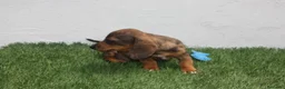 Teckel Miniatura perros en venta: Teckel Miniatura  - Anuncio 20