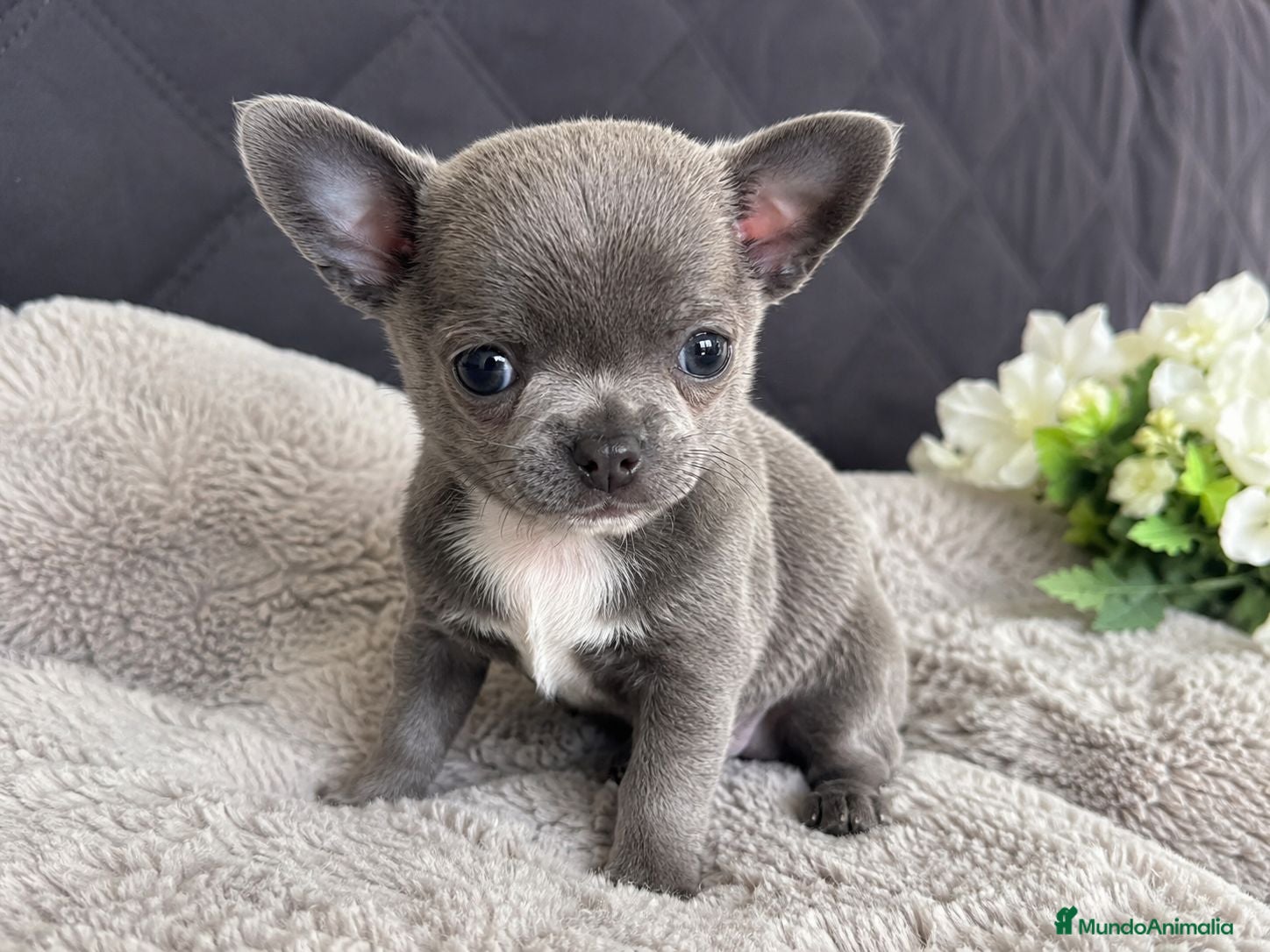 Chihuahua perros CHIHUAHUA BLUE - 600€ - Anuncio 3