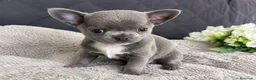 Chihuahua perros en venta: CHIHUAHUA BLUE - 600€ en Madrid - Anuncio 1
