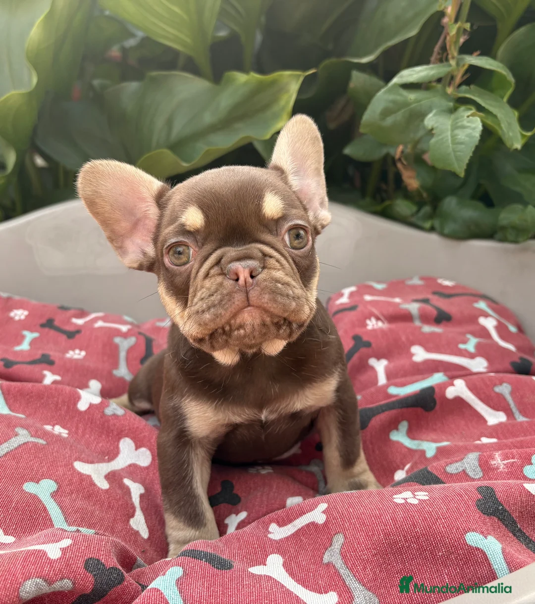 Imagen de galería {{count}}