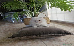 Pomerania perros en venta: Lulú de pomerania  - Imagen 3