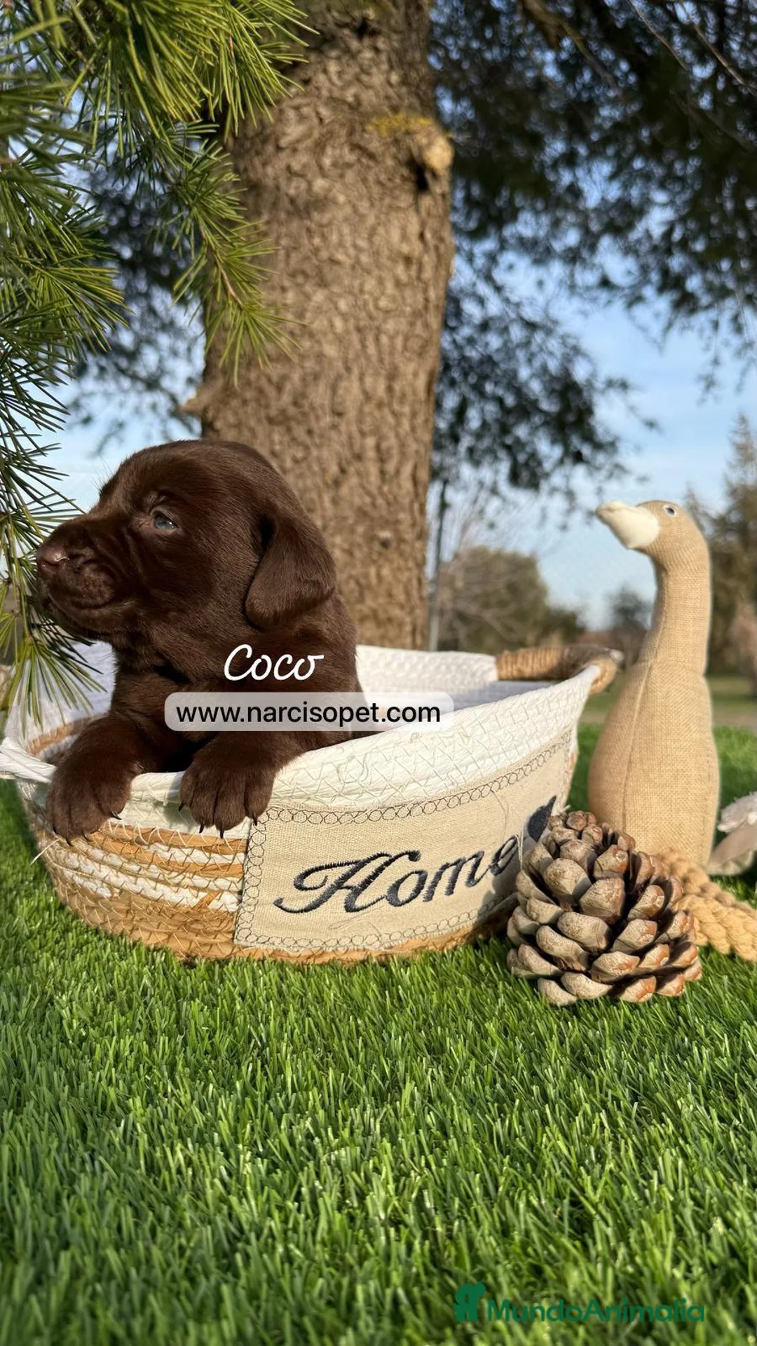 Labrador Retriever perros en venta: LABRADOR - Anuncio 2