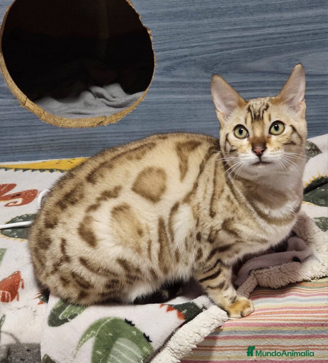 Bengalí gatos en venta: Bengalí Macho Snow Mink - Anuncio 5