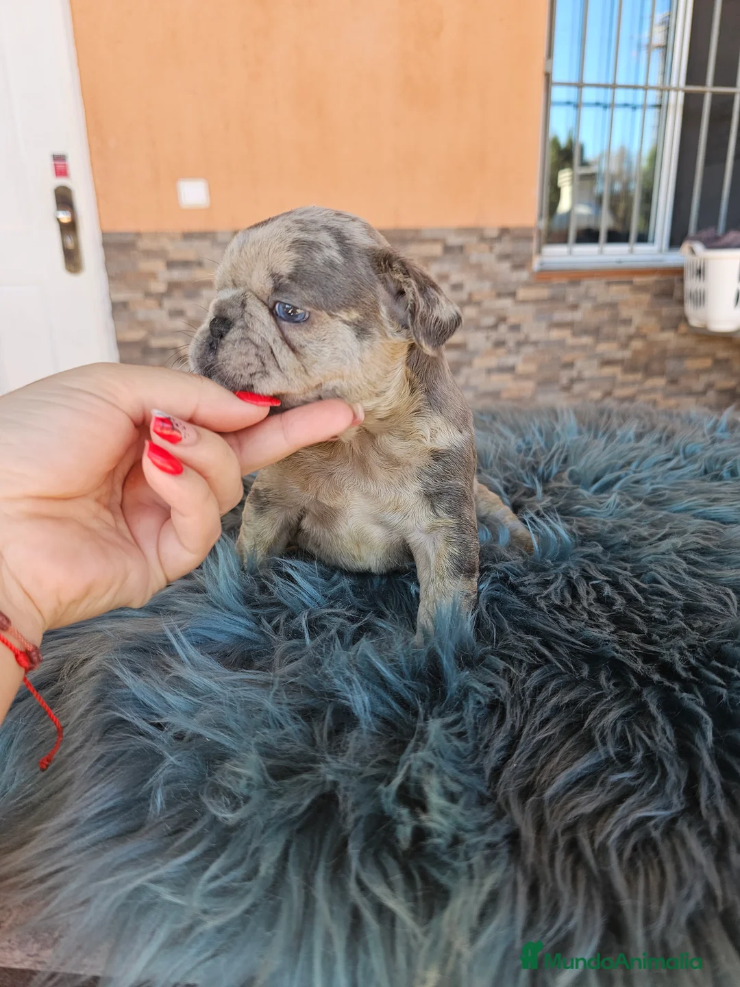 Bulldog Francés perros en venta: Bulldog francés exoticos - Anuncio 2