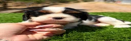 Cavalier King Charles Spaniel perros en venta: CAVALIER BLENHEIN Y TRICOLOR DISPONIBLES - Anuncio 3