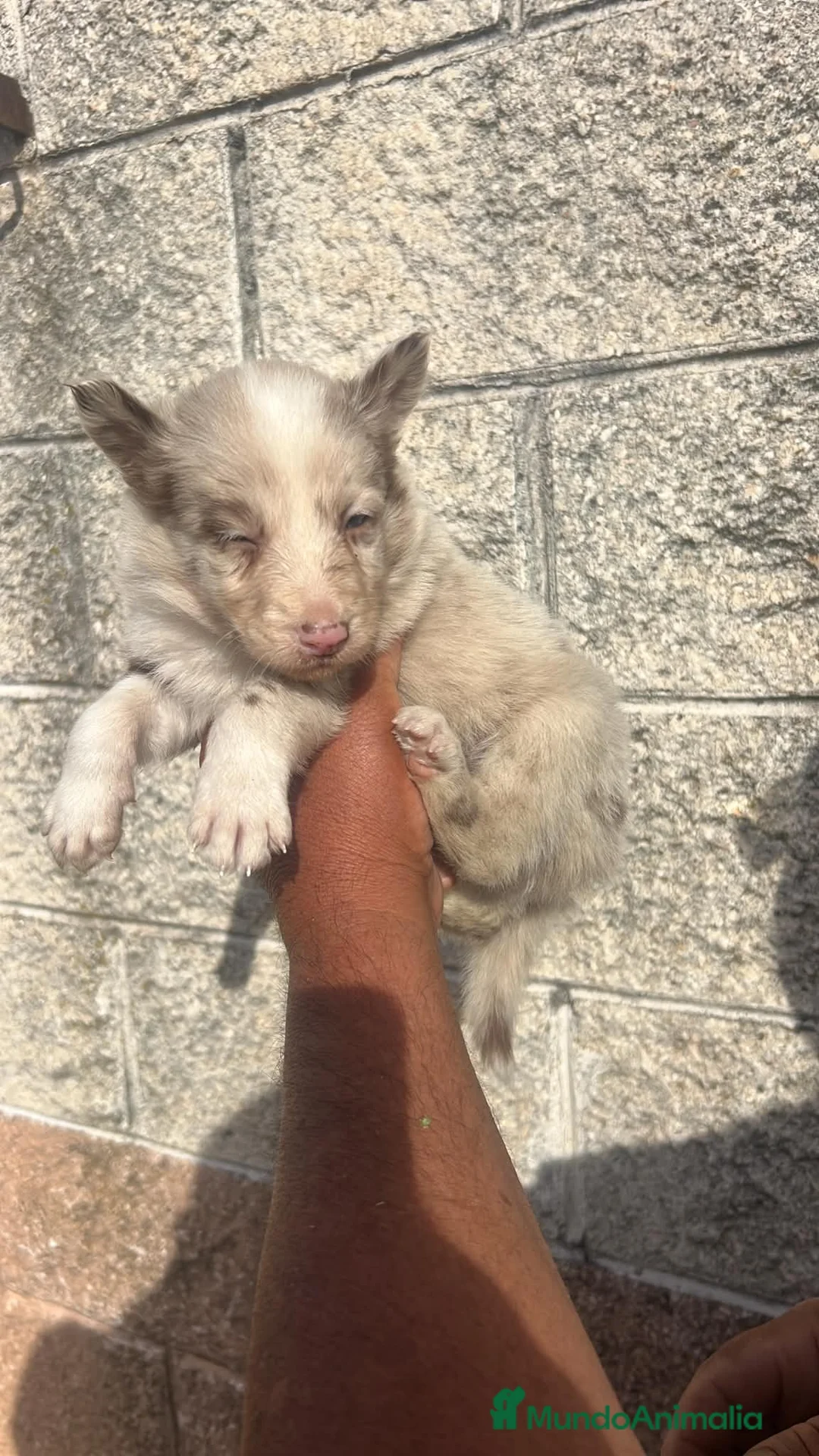 Border Collie perros en venta: Border Collie  - Anuncio 2
