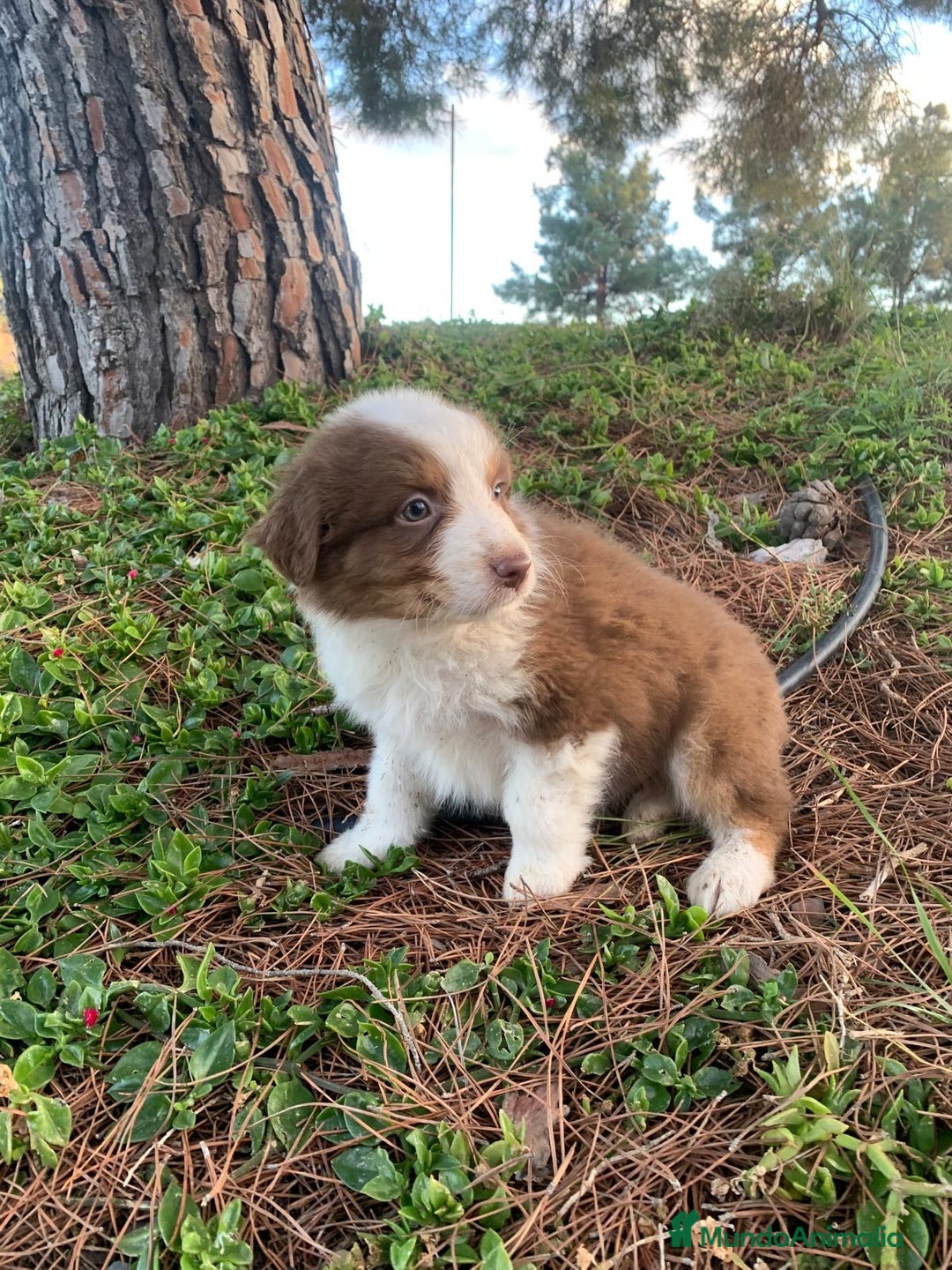Pastor Australiano perros en venta: Cachorro PASTOR AUSTRALIANO  - Anuncio 16