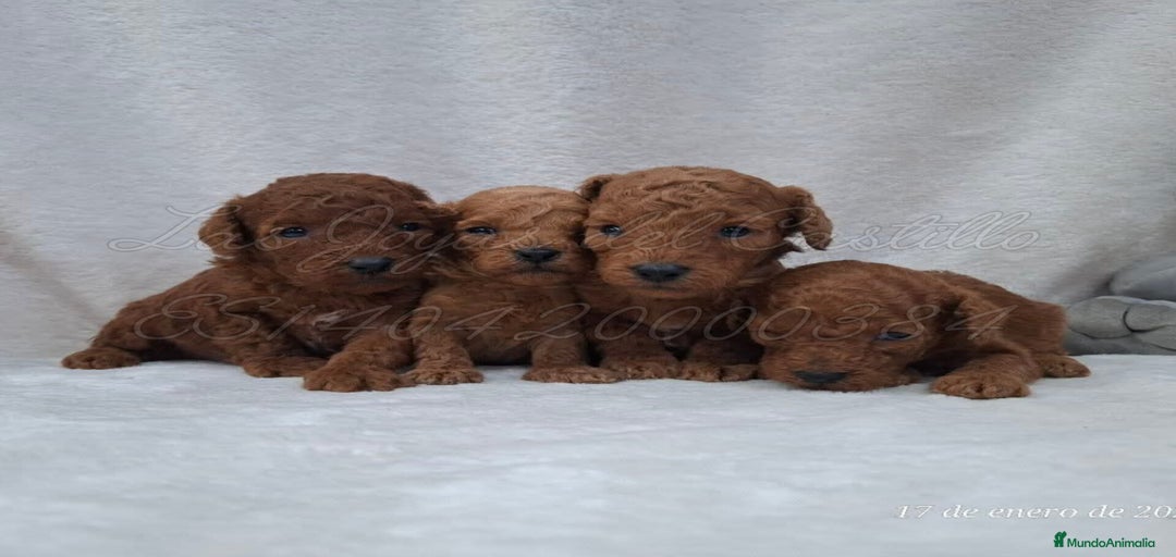 Imagen de galería {{count}}