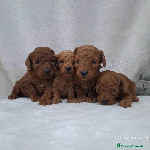 Imagen de galería {{count}}